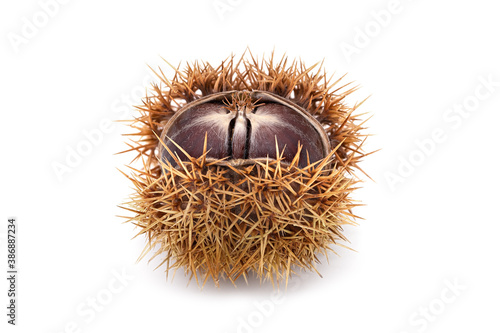 Wallpaper Mural Edelkastanie mit Schale Torontodigital.ca