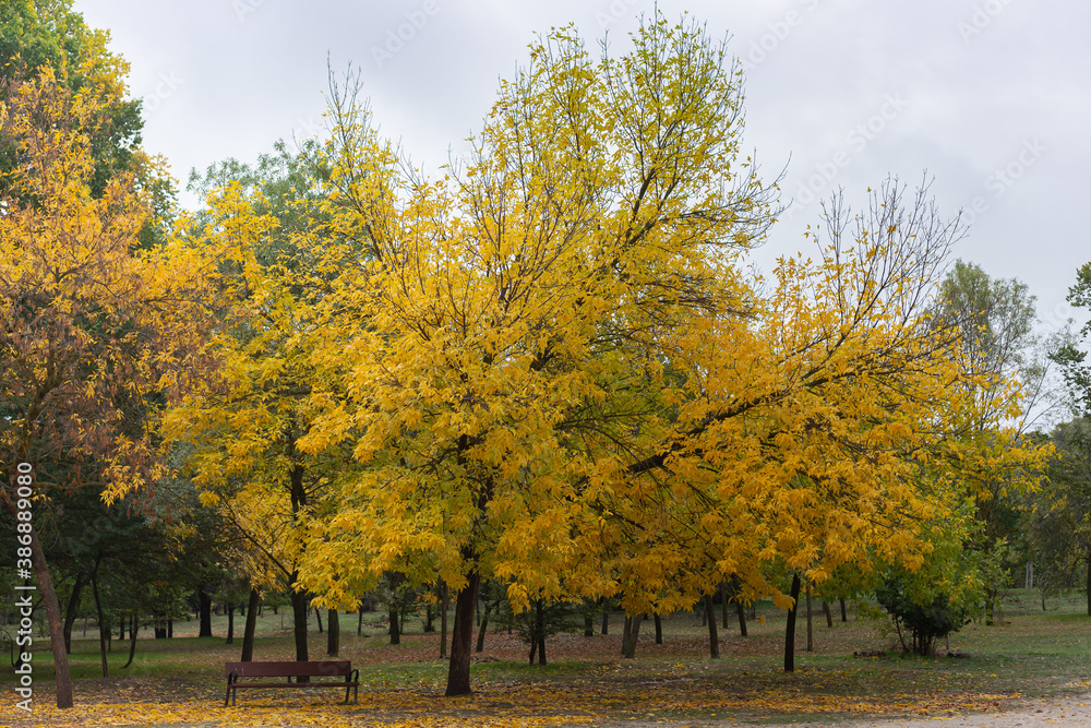 Naklejka premium autumn landscape with lush trees and leaves on the ground