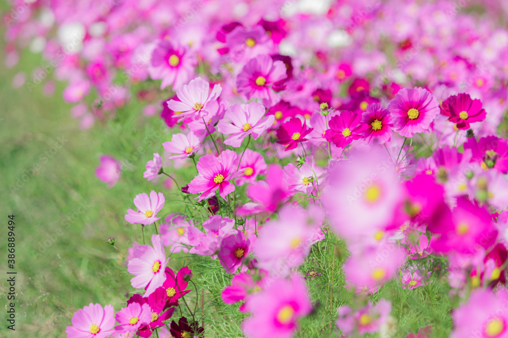 Obraz premium コスモス畑