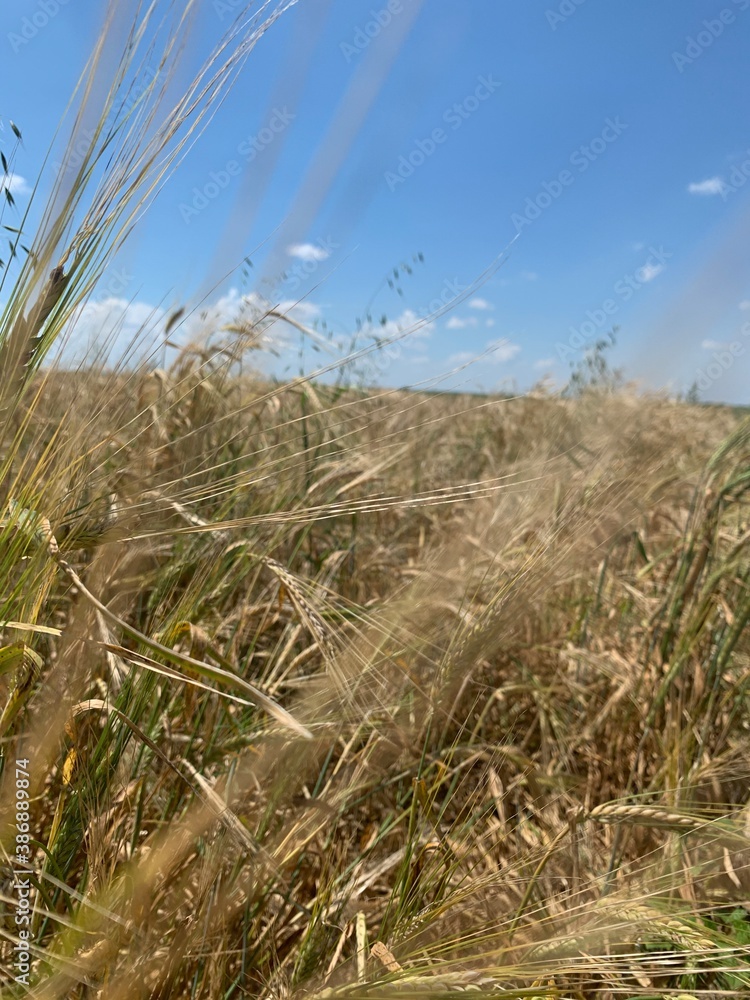 Obraz premium wheat 