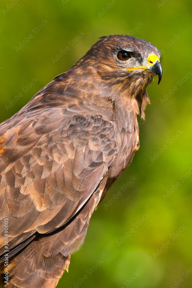 Buzzard, Buteo buteo, Mediterranean Forest, Castile and Leon, Spain, Europe Buzzard, Buteo buteo, Mediterranean Forest, Castile and Leon, Spain, Europe