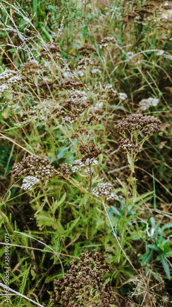 Dried wildflower in the field Dried wildflower in the field