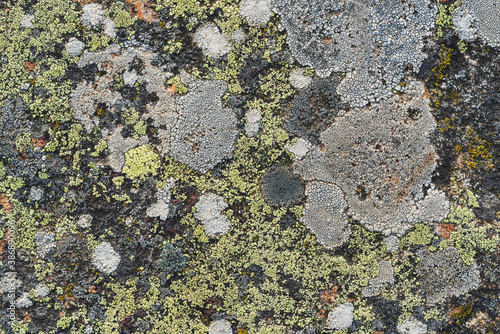 Texture of lichens over a stone surface