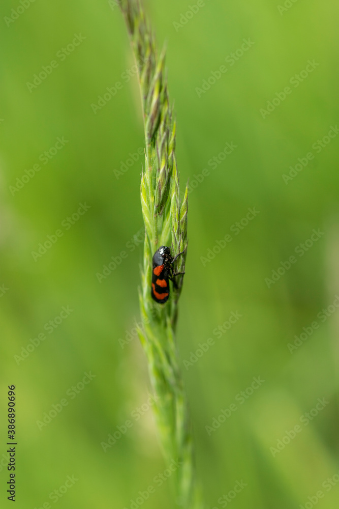 In der Natur In der Natur