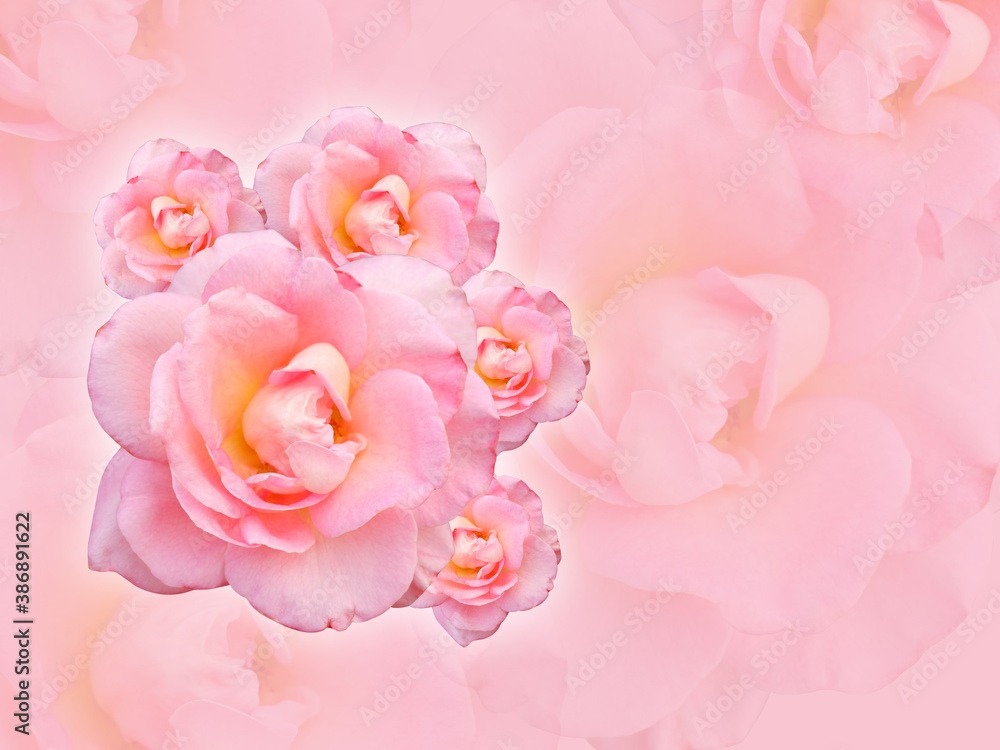 Fototapeta premium five pink and yellow roses flower bouquet on blur pink background, wallpaper, copy space