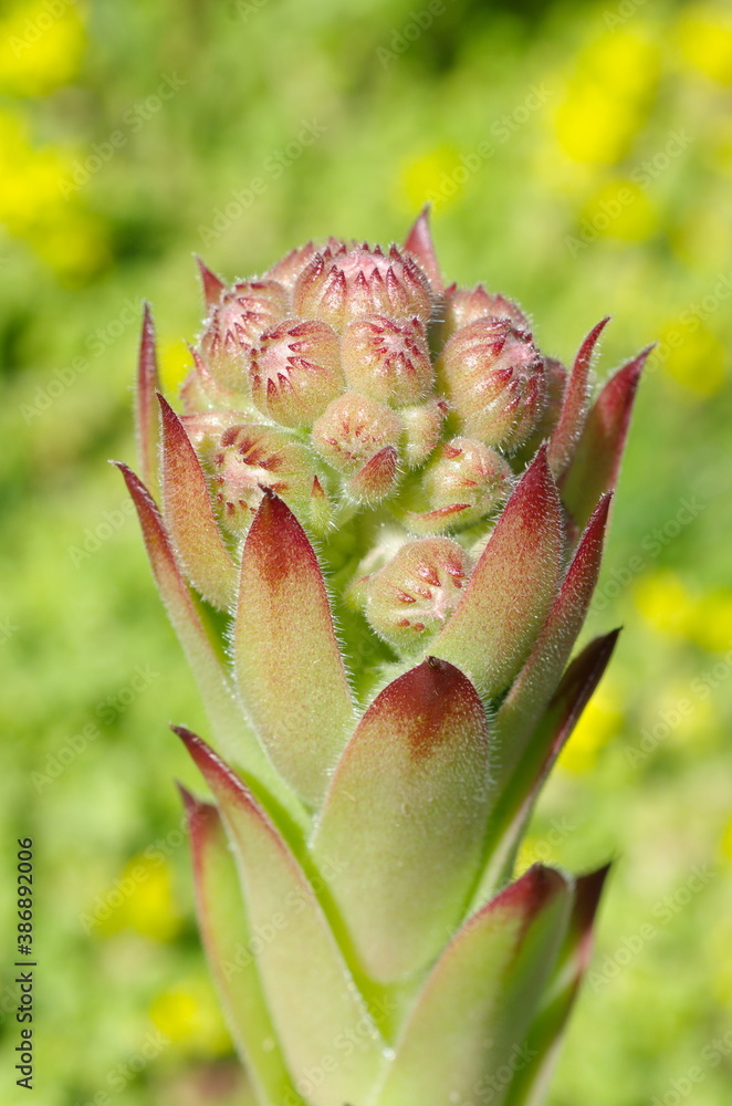 Peduncle of the Sempervivum plant close-up Peduncle of the Sempervivum plant close-up