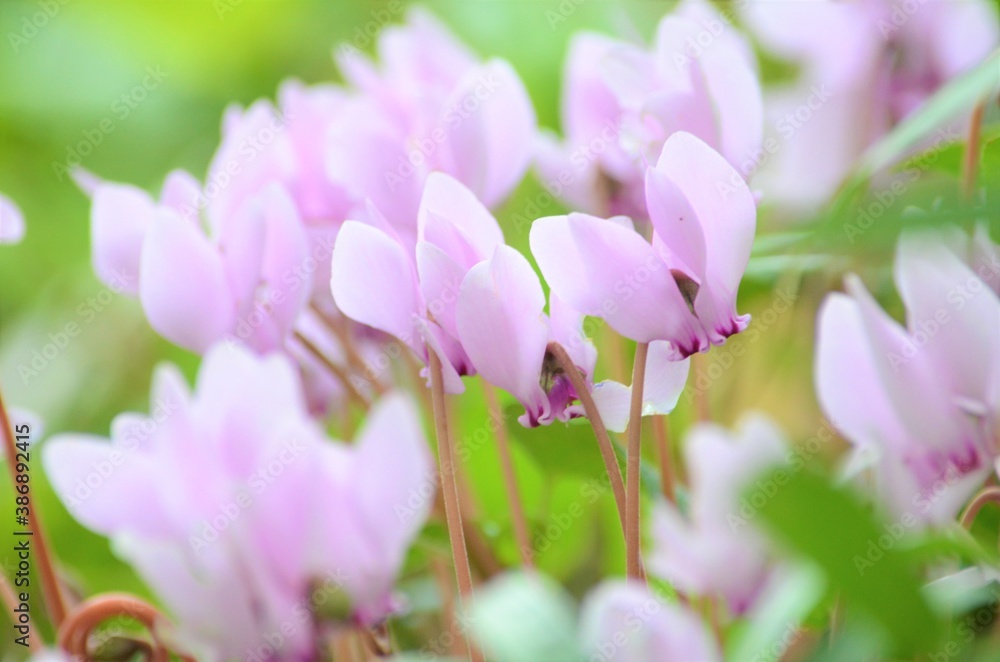 spring crocus flowers spring crocus flowers