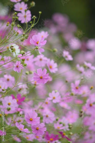 pink flowers in the garden