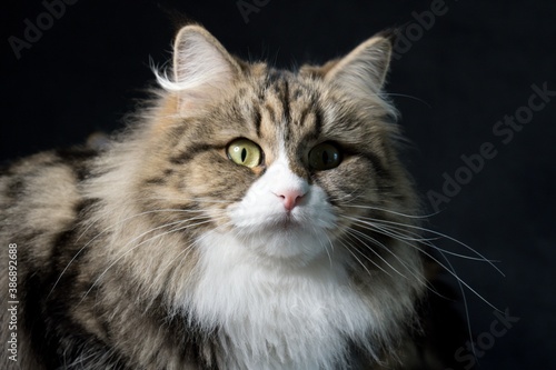 Fototapeta Naklejka Na Ścianę i Meble -  portrait of a cat
