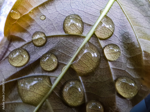 Rainwater is falling on the green leaves in the garden and the sunlight is being reflected and the green-blue background.
