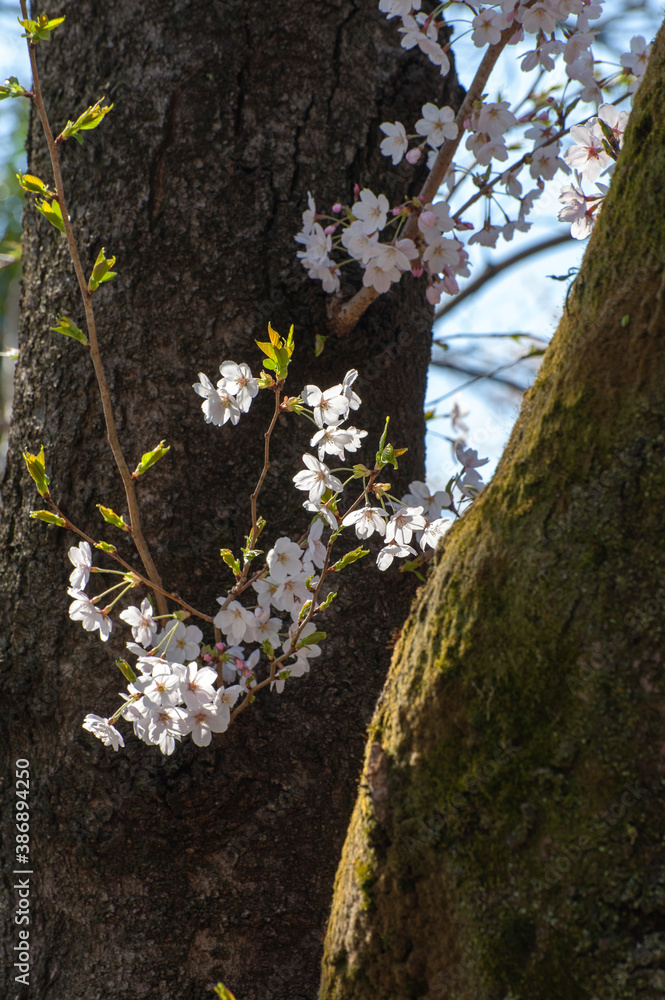 太い幹から咲き出した桜