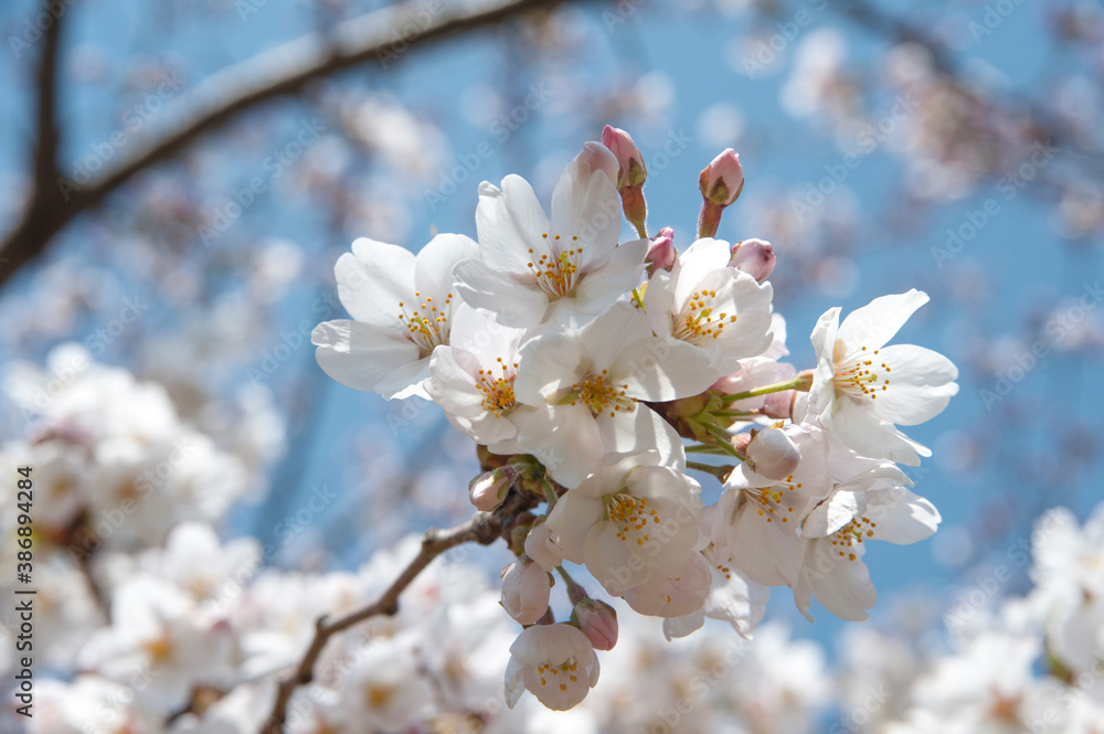 咲いたばかりの桜の花ｱｯﾌﾟ