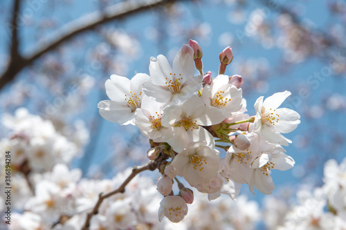 咲いたばかりの桜の花ｱｯﾌﾟ