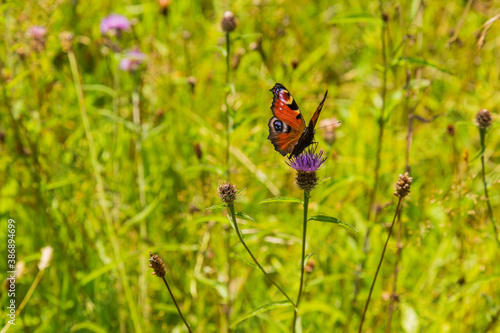 Wild flowers and butterfly