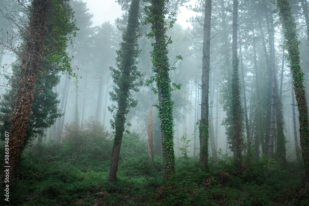 fabulous foggy forest. Landscape with green trees. Summer mood. fabulous foggy forest. Landscape with green trees. Summer mood.