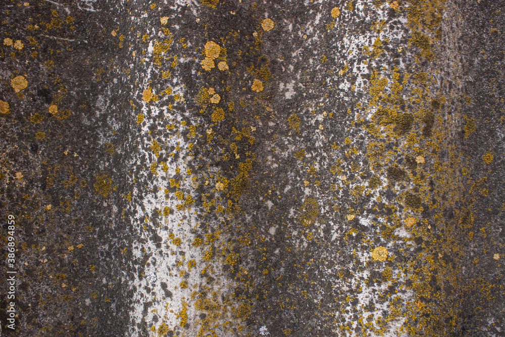 Texture of old grey slate. Covered with mold and fungus slate. Grunge style Texture of old grey slate. Covered with mold and fungus slate. Grunge style