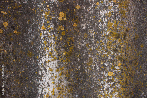 Texture of old grey slate. Covered with mold and fungus slate. Grunge style
