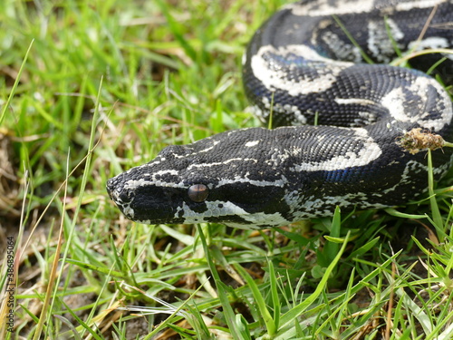 Schilderij op canvas Boa constrictor longicauda, Peru