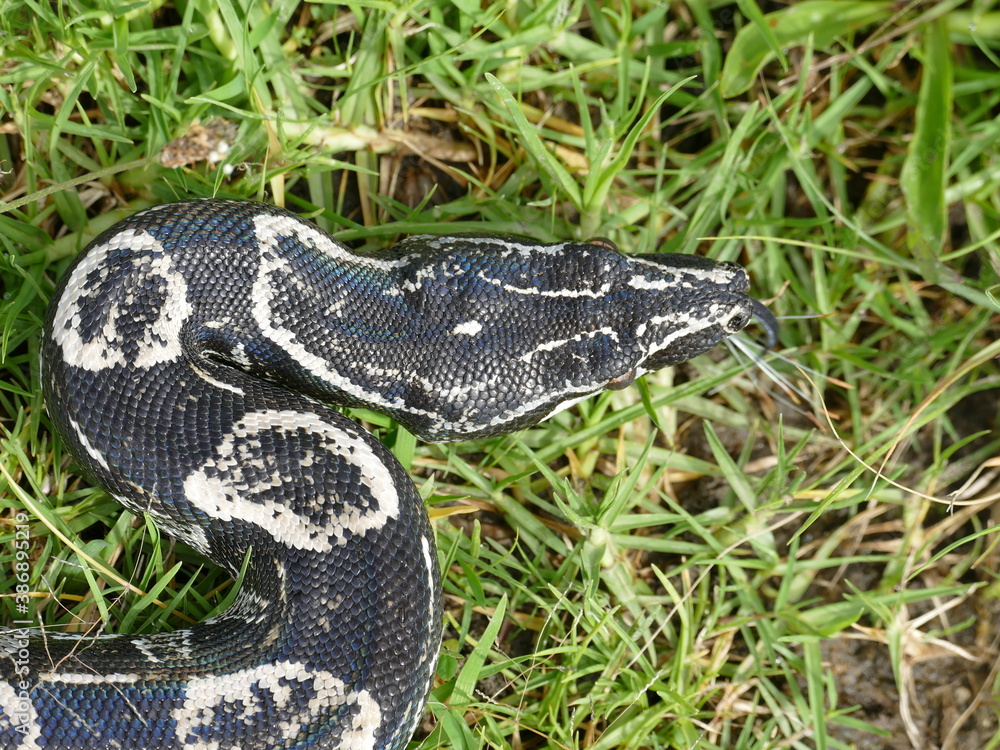Fototapeta premium Boa constrictor longicauda, Peru. Diese Unterart wurde erst 1991 von Price & Russo beschrieben. 