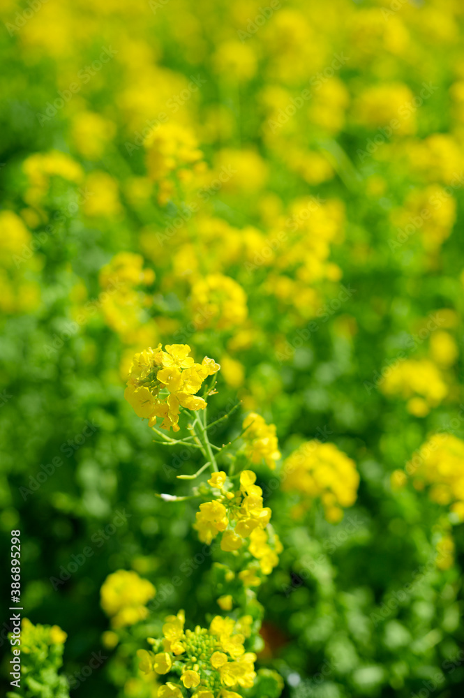 Obraz premium 黄色い菜の花