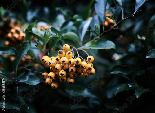 orange berries in autumn hanging in a a bush photo