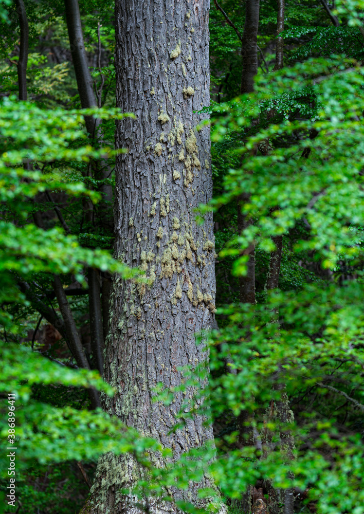 Lenga tree, Nothofagus pumilio, Wulaia Bay, Navarino Island, Murray Channel, Beagle Channel, Tierra del Fuego Archipelago, Magallanes and Chilean Antarctica Region, Chile, South America, America Lenga tree, Nothofagus pumilio, Wulaia Bay, Navarino Island, Murray Channel, Beagle Channel, Tierra del Fuego Archipelago, Magallanes and Chilean Antarctica Region, Chile, South America, America