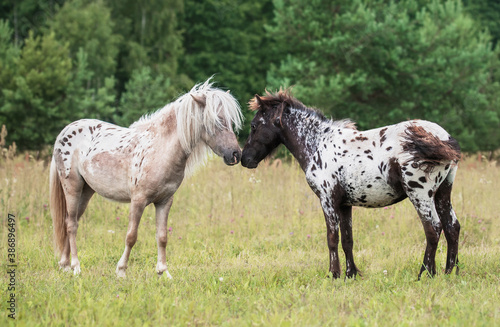Fototapeta Naklejka Na Ścianę i Meble -  Friendship of two lovely appaloosa ponies on the summer pasture