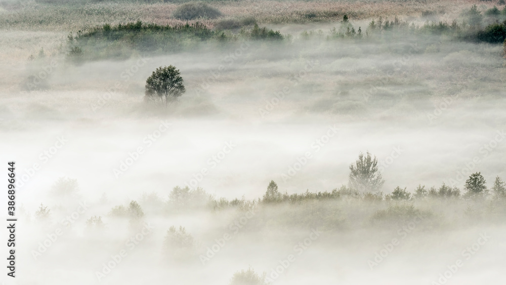 Misty morning in the forest Misty morning in the forest