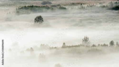 Misty morning in the forest