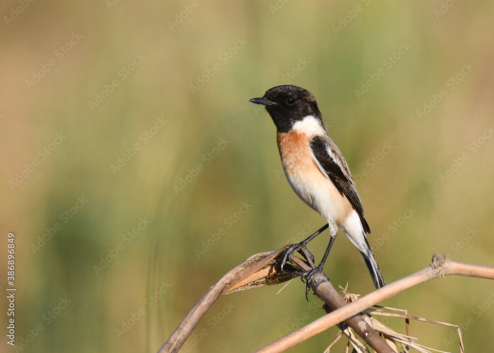 White-tailed Stonechat, Saxicola leucurus White-tailed Stonechat, Saxicola leucurus