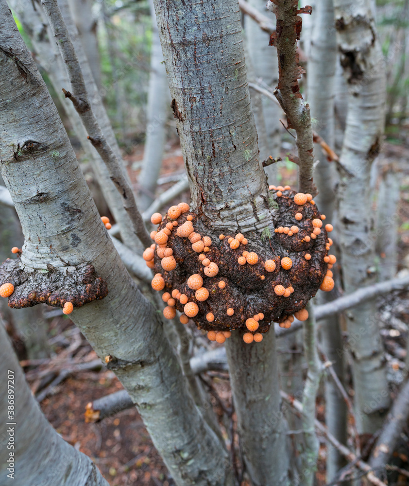 Fungus, Cittaria darwinii, Yamana bread, Lenga tree, Wulaia Bay, Navarino Island, Murray Channel, Beagle Channel, Tierra del Fuego, Magallanes and Chilean Antarctica, Chile, South America, America Fungus, Cittaria darwinii, Yamana bread, Lenga tree, Wulaia Bay, Navarino Island, Murray Channel, Beagle Channel, Tierra del Fuego, Magallanes and Chilean Antarctica, Chile, South America, America