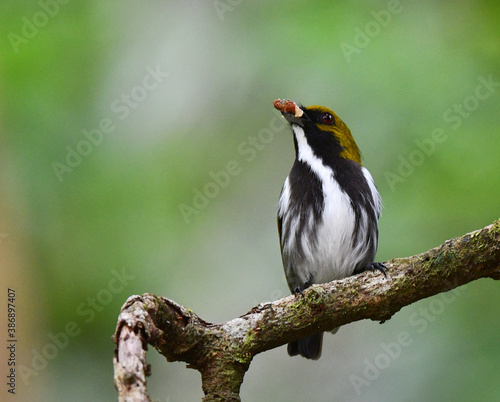 Olive-backed Flowerpecker, Prionochilus olivaceus