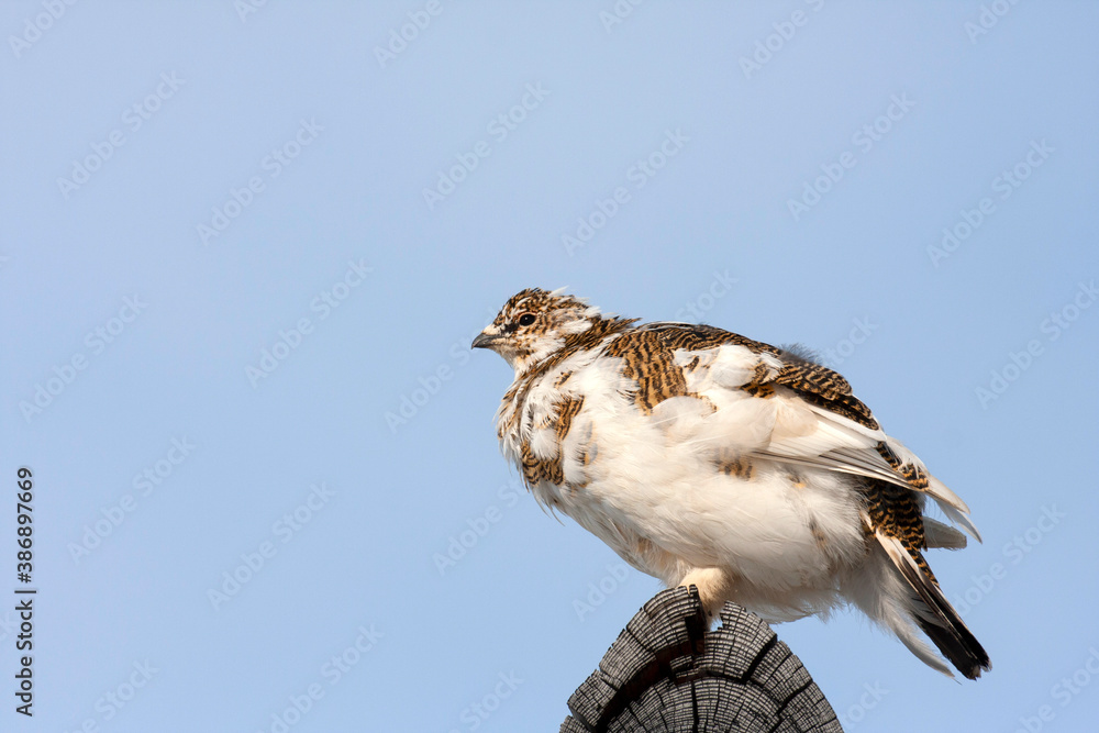 Svalbard Rock Ptarmigan, Lagopus muta hyperborea Svalbard Rock Ptarmigan, Lagopus muta hyperborea