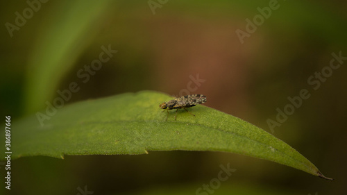 small midge with speckled wings on a leaf