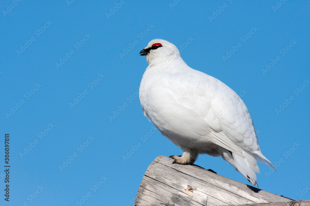 Svalbard Rock Ptarmigan, Lagopus muta hyperborea Svalbard Rock Ptarmigan, Lagopus muta hyperborea