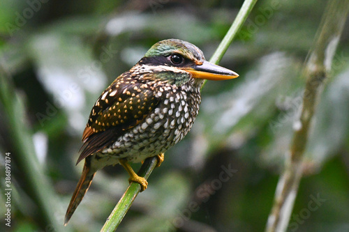 Spotted Wood Kingfisher, Actenoides lindsayi photo