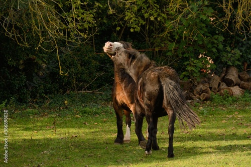 two horses biting each other in an English field