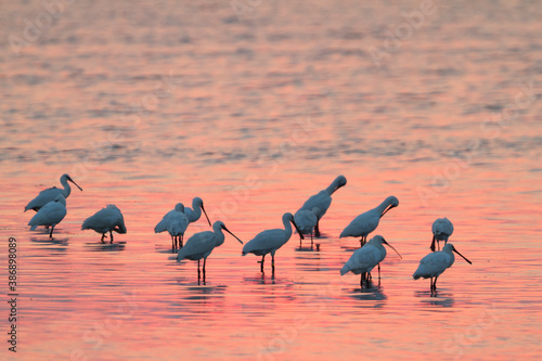 Lepelaar, Eurasian Spoonbill, Platalea leucorodia photo