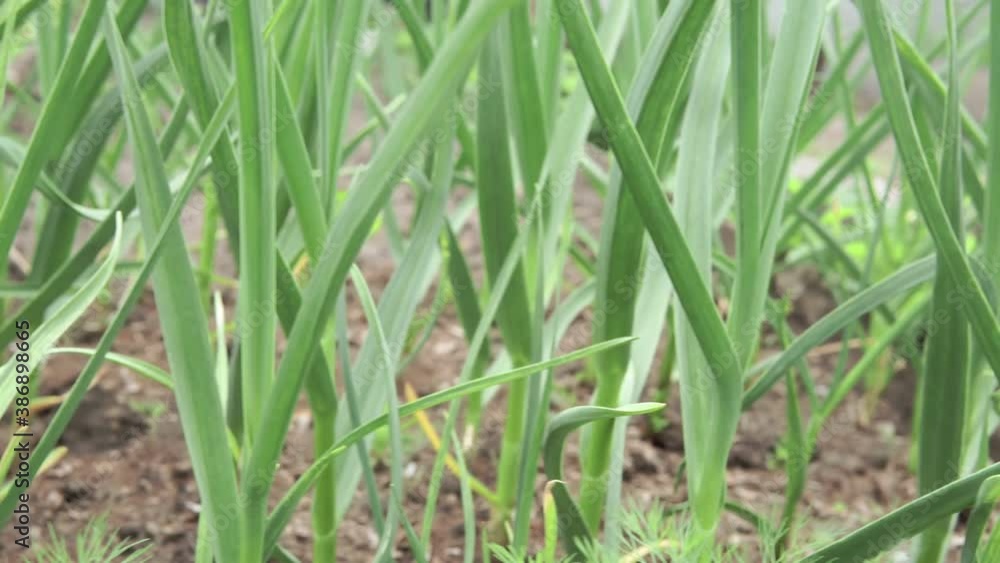 garlic grows in the ground in spring, close up. Organically grown garlic plantation in the vegetable garden. garlic grows in the ground in spring, close up. Organically grown garlic plantation in the vegetable garden.