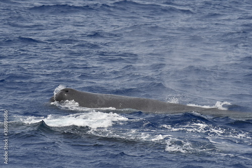 Sperm whale, Physeter macrocephalus