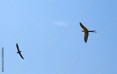 ara ararauna and some other pet parrot free-flying