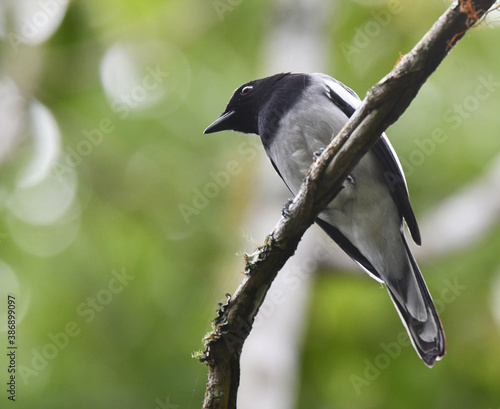 McGregor's Cuckooshrike, Malindangia mcgregori photo