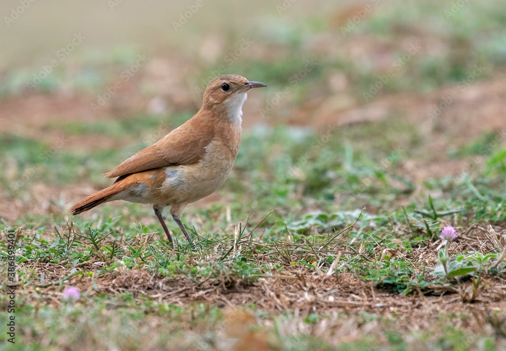 Rufous Hornero, Furnarius rufus Rufous Hornero, Furnarius rufus