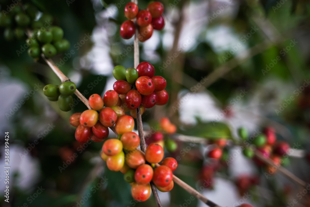 A close-up view of the use of a laptop in coffee bean research, Arabica coffee beans on the highlands of Thailand.