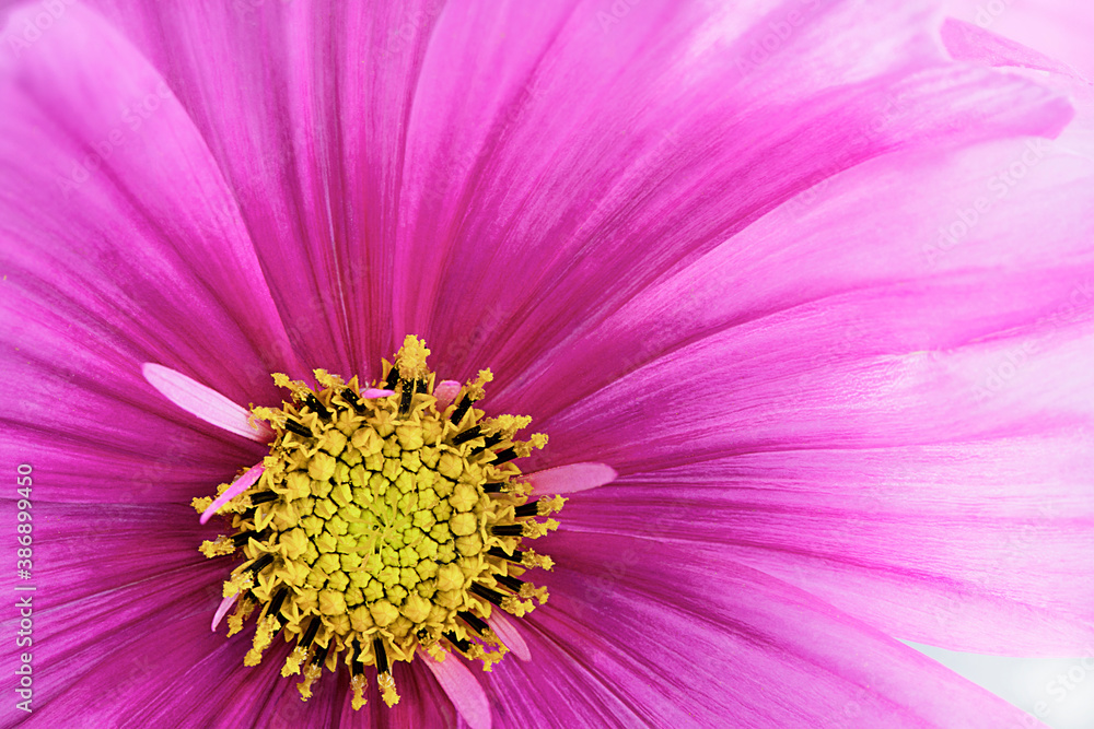 Close-up bright pink flower. Beautiful flower background Close-up bright pink flower. Beautiful flower background