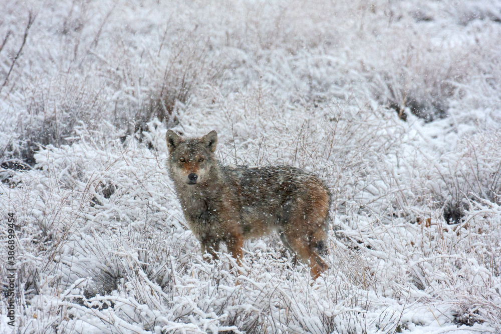 Fototapeta premium Iranian Wolf, Canis lupus pallipes