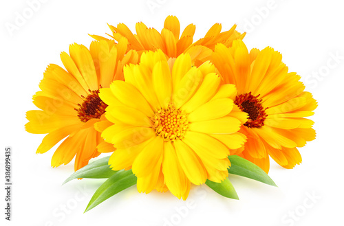 Flowers of calendula officinalis medicinal herb isolated on white background
