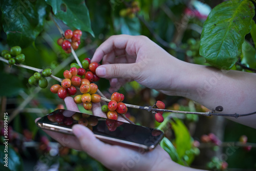 A close-up view of the use of a laptop in coffee bean research, Arabica coffee beans on the highlands of Thailand.