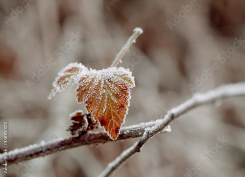 Eiskristalle auf Blatt