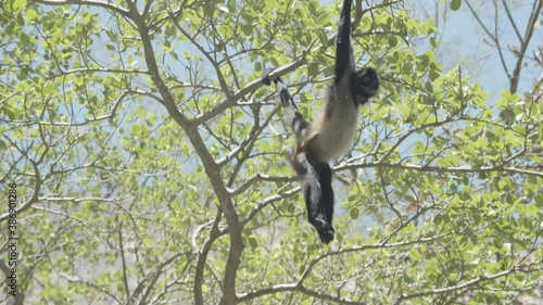 A spider monkey swinging at the top of a tree in Sumidero Canyon, Chiapas, Mexico